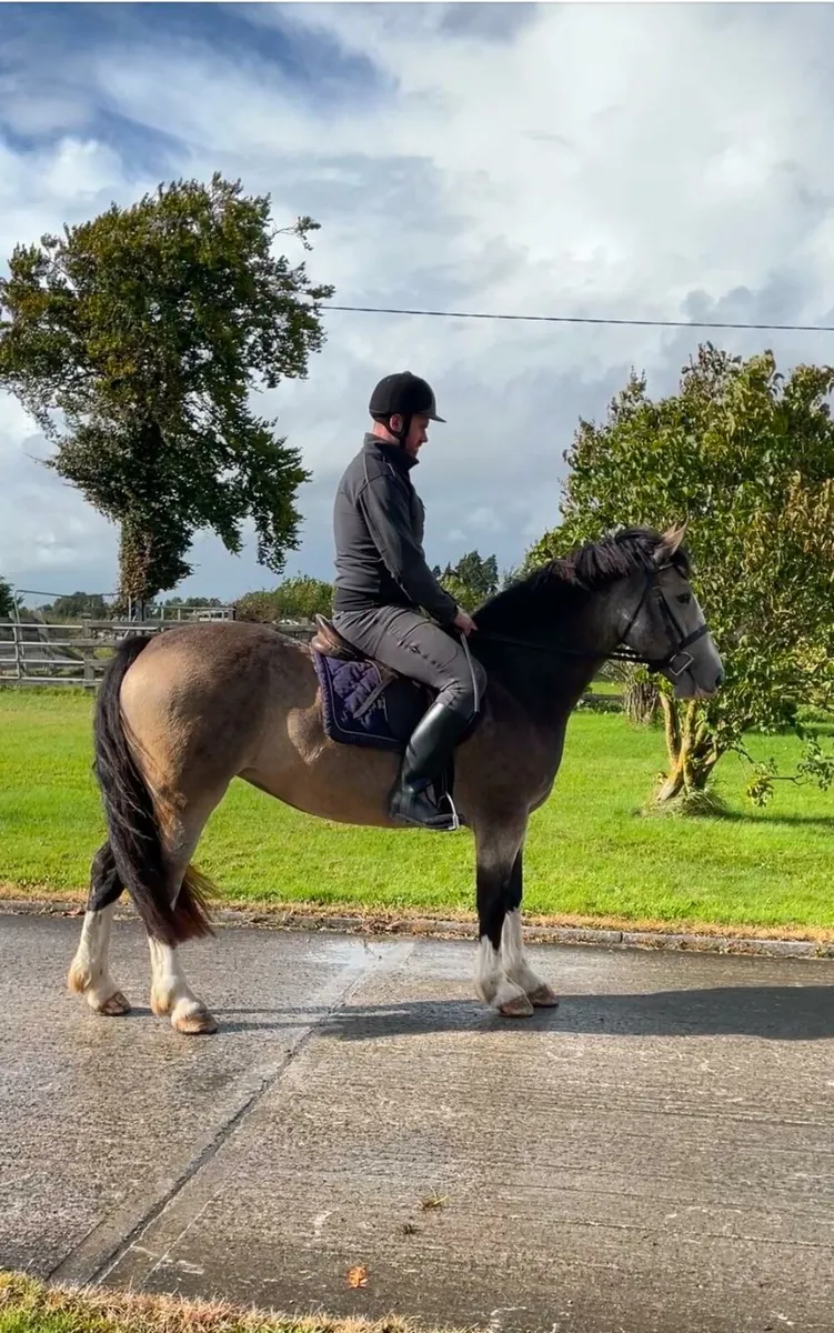 Dun Filly's For Sale - Image 2
