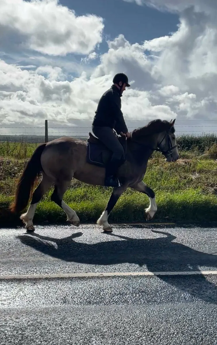 Dun Filly's For Sale - Image 3