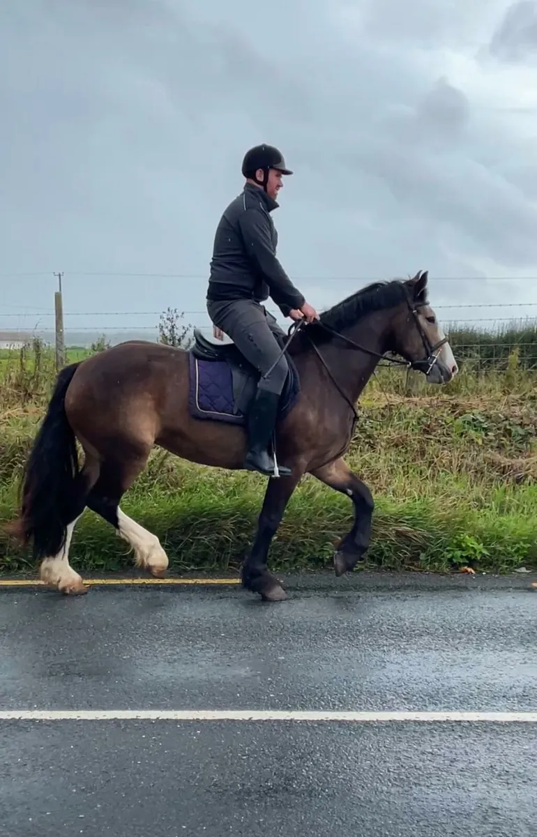 Dun Filly For Sale - Image 3