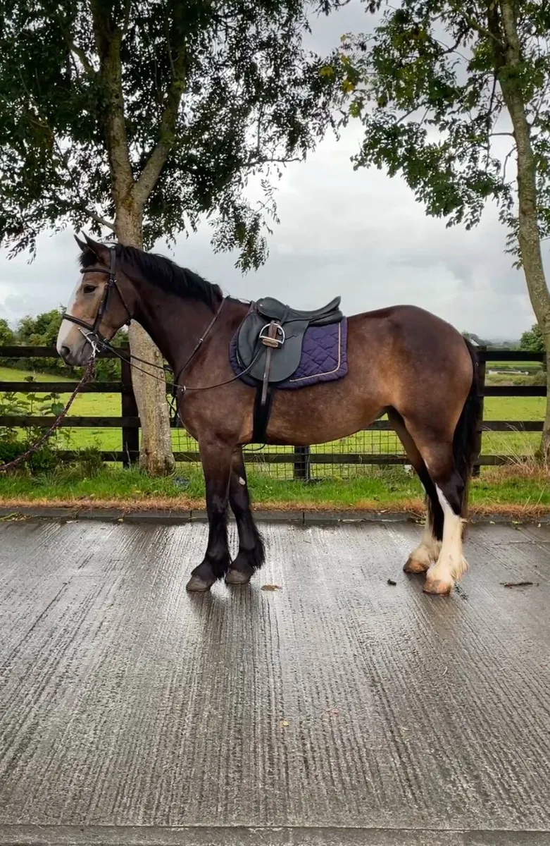 Dun Filly For Sale - Image 1