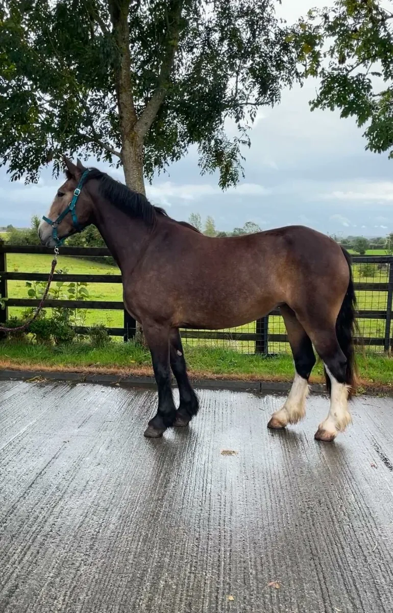Dun Filly For Sale - Image 4