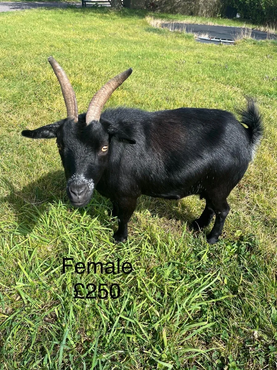 Pygmy goats - Buck, female, nanny, kids - Image 2