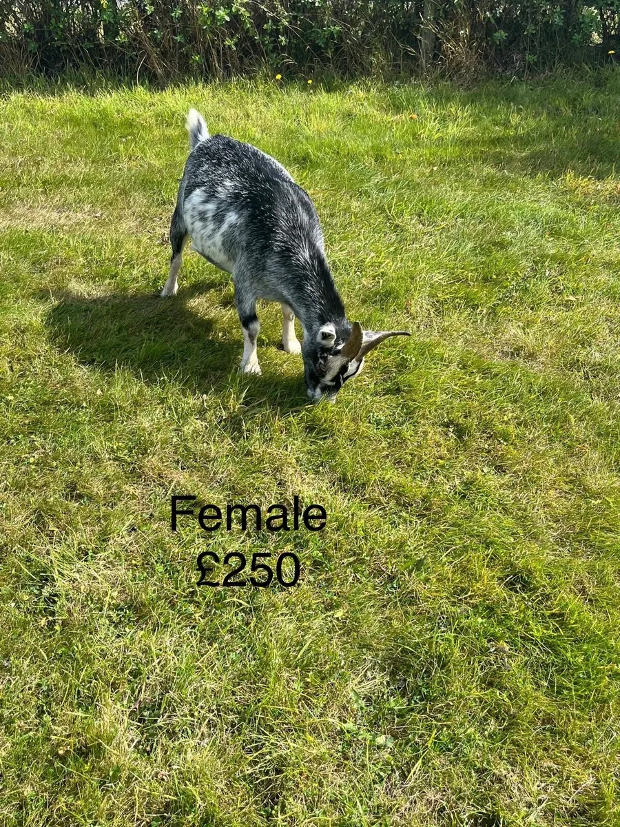 Pygmy goats - Buck, female, nanny, kid - Image 4