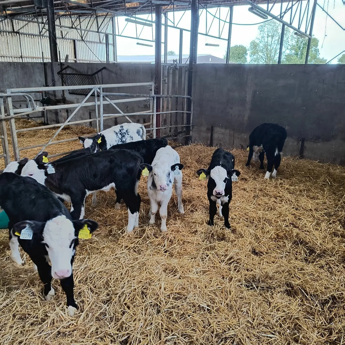 Calves - Image 2