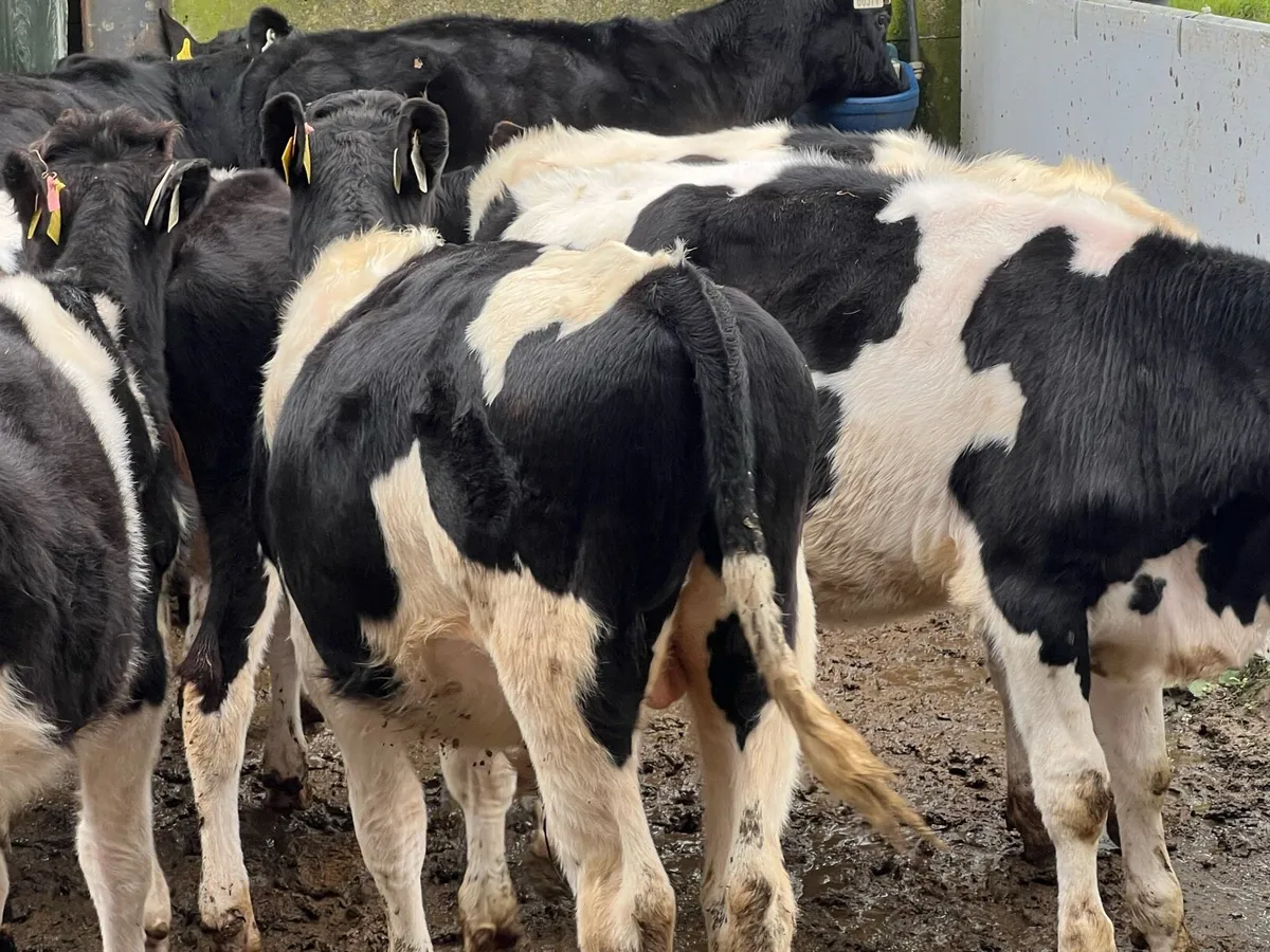 17 WEANLING BULLS - Image 1