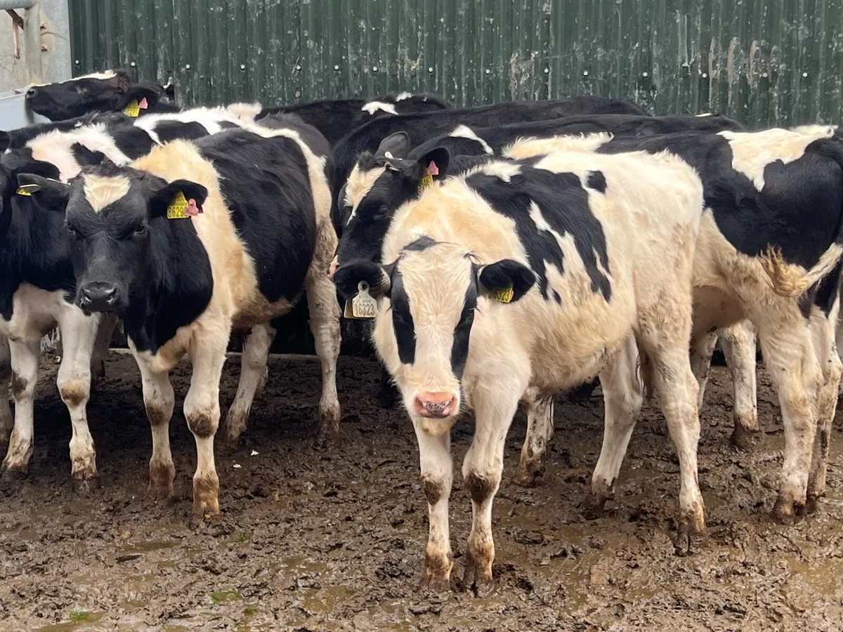 17 WEANLING BULLS - Image 2