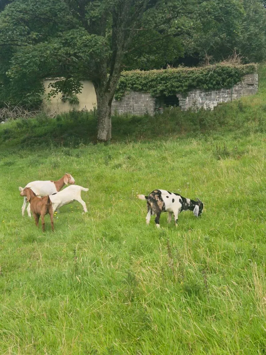 Goats - Image 1