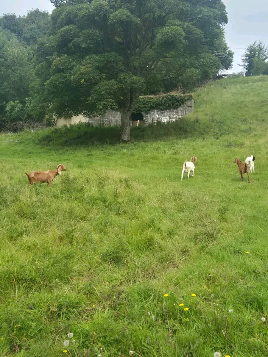 Goats - Image 2