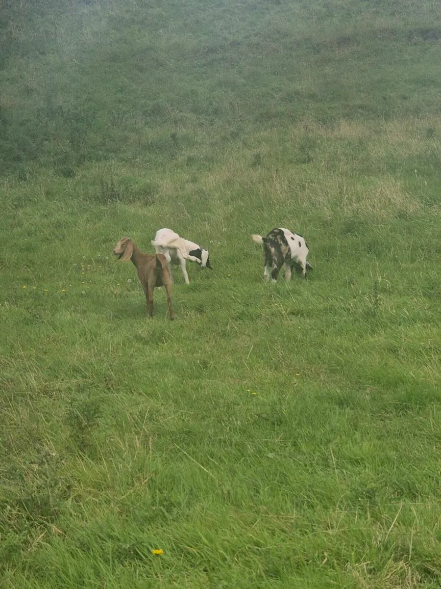 Goats - Image 3