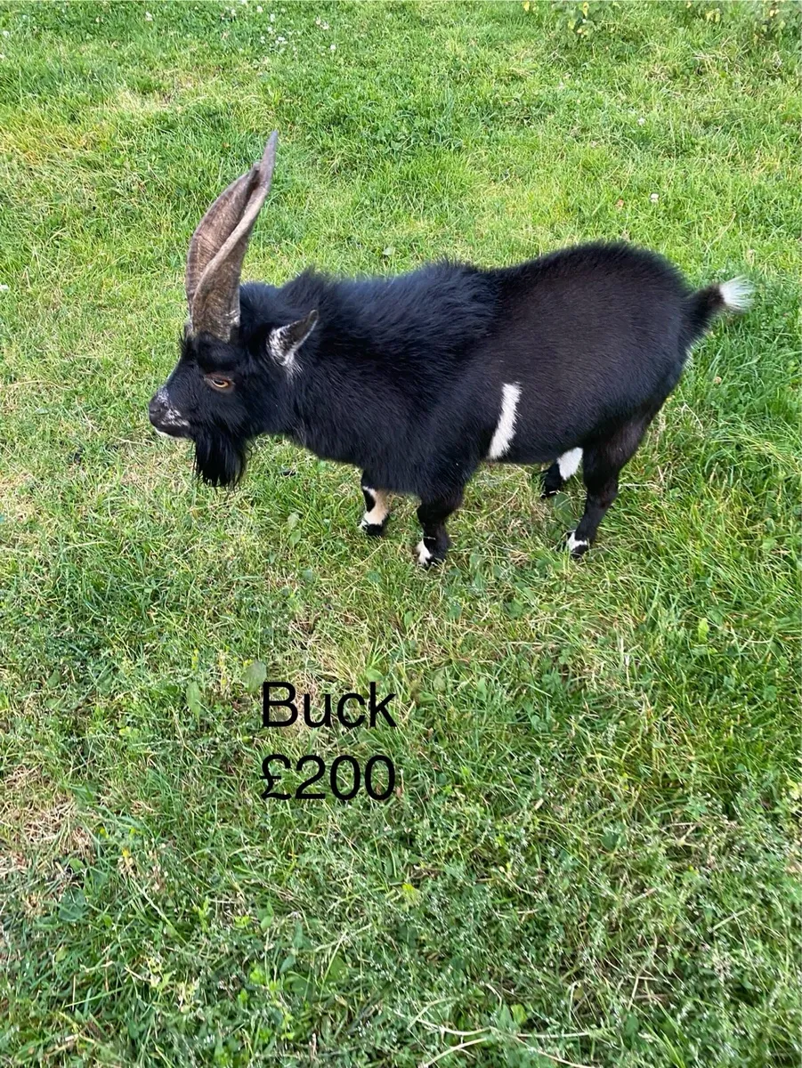 Pygmy goats - Buck, female, nanny, kid - Image 4