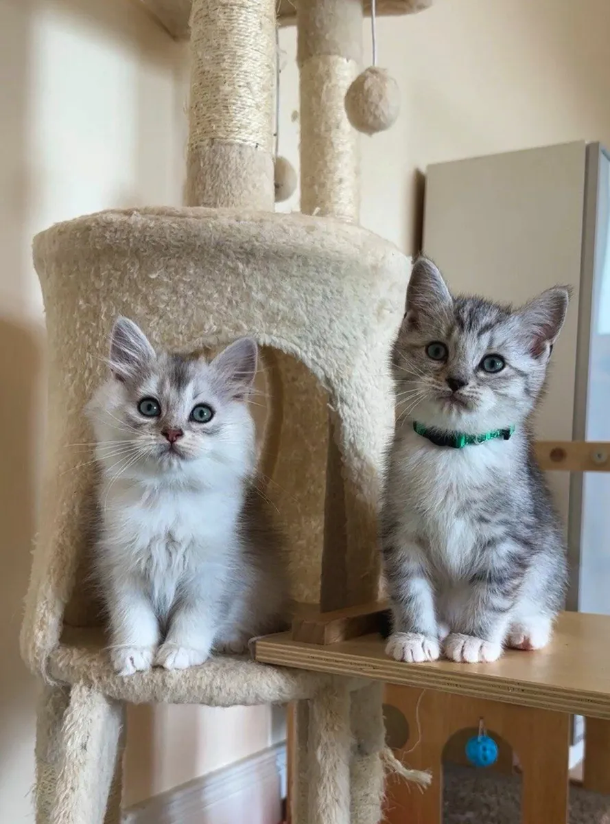 💙Blue eyes 💙 Ragdoll x shorthair - Image 2