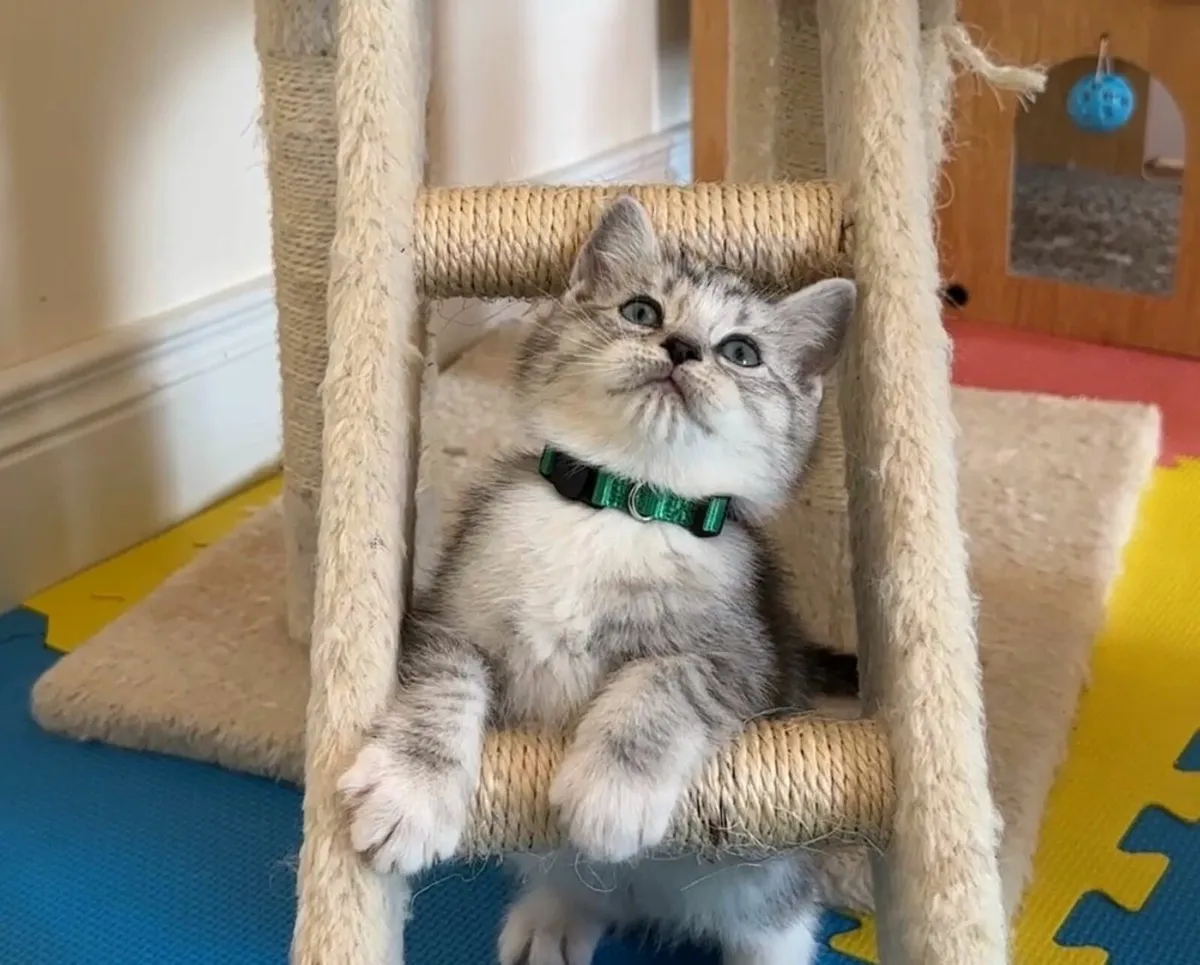 💙Blue eyes 💙 Ragdoll x shorthair - Image 3