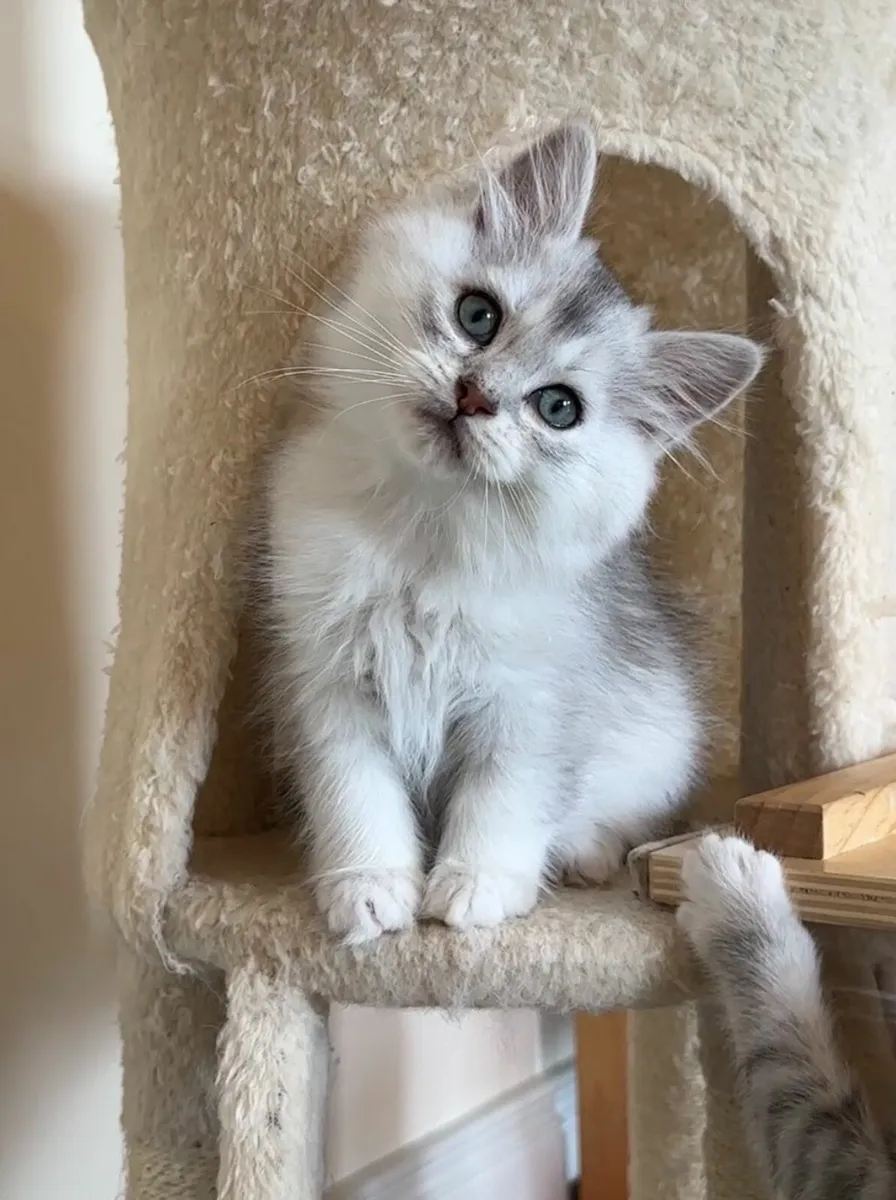 💙Blue eyes 💙 Ragdoll x shorthair - Image 4