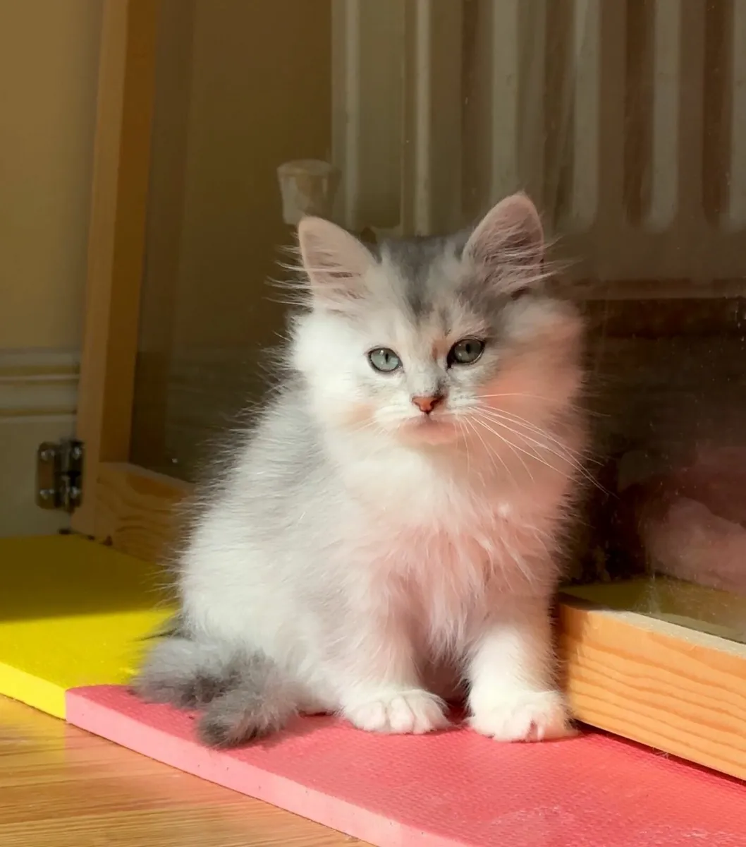 💙Blue eyes 💙 Ragdoll x shorthair - Image 1