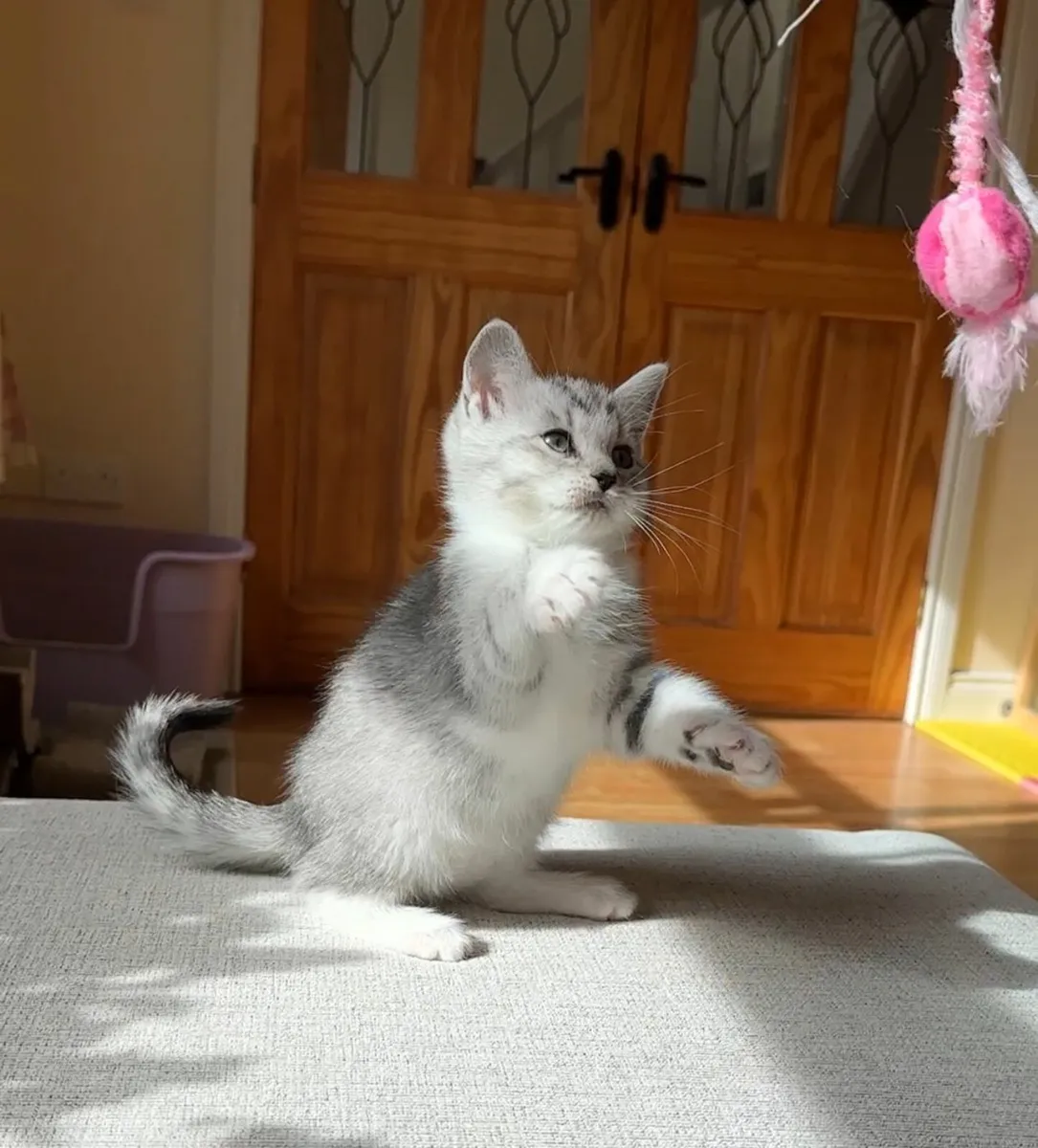 💙 Ragdoll x shorthair kittens - Image 4