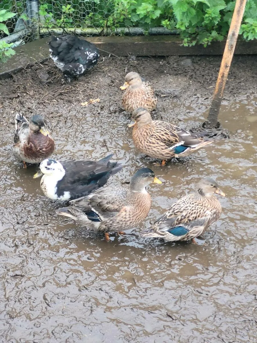 Call ducks, - Image 1