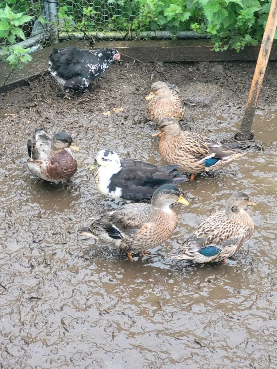 Call duck pairs for sale, - Image 2