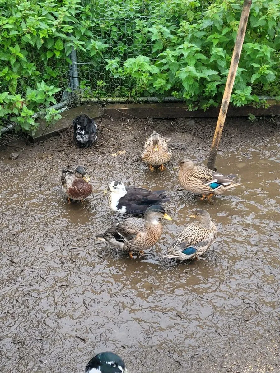 Call duck pairs for sale, - Image 3