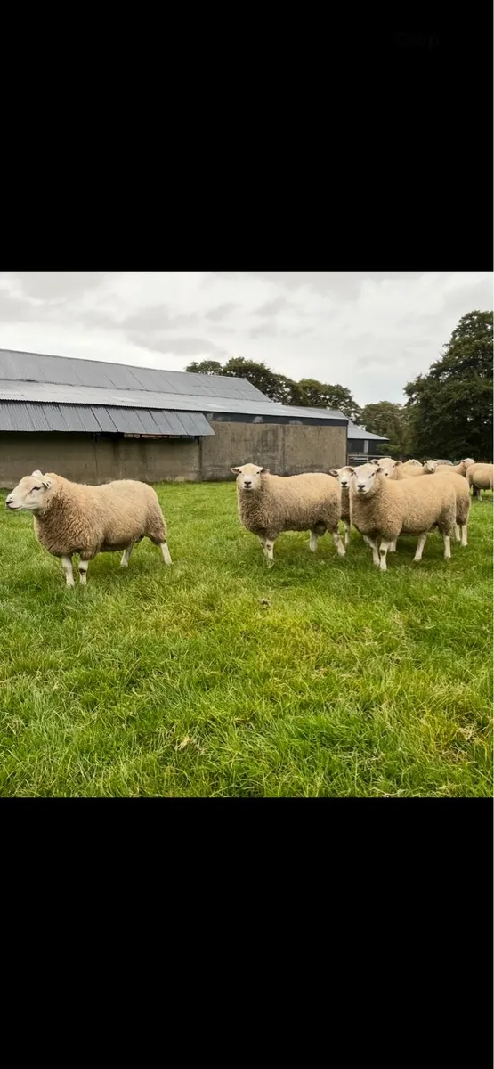 New Zealand maternal rams - Image 1
