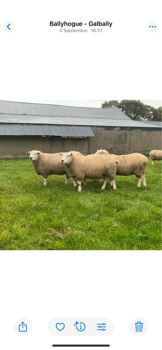 New Zealand maternal rams - Image 3