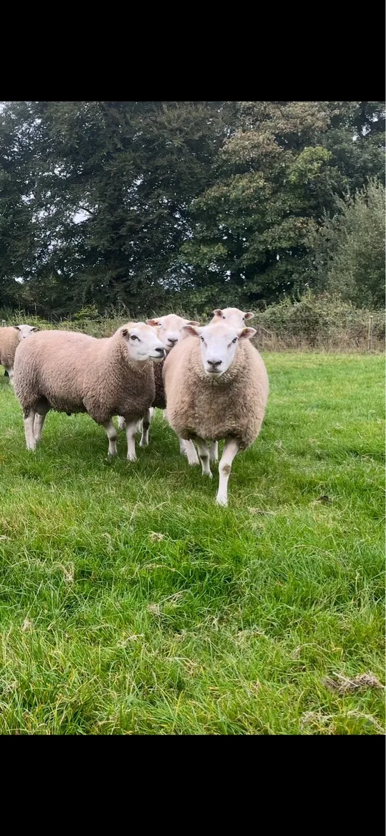 New Zealand maternal rams - Image 4