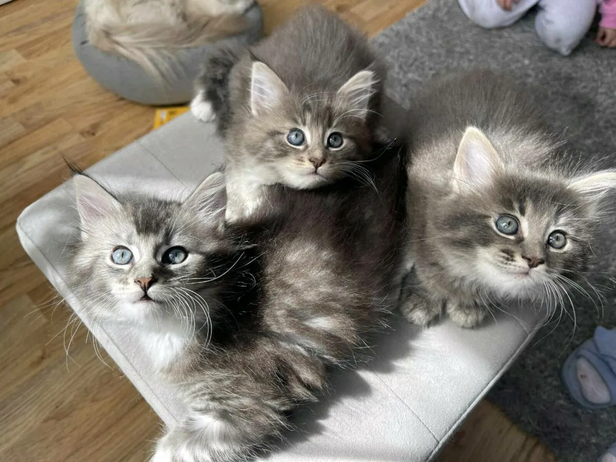 Ragdoll &Maine Coon kittens - Image 1