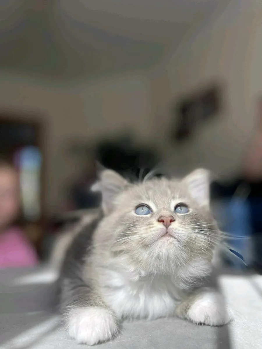 Ragdoll &Maine Coon kittens - Image 3