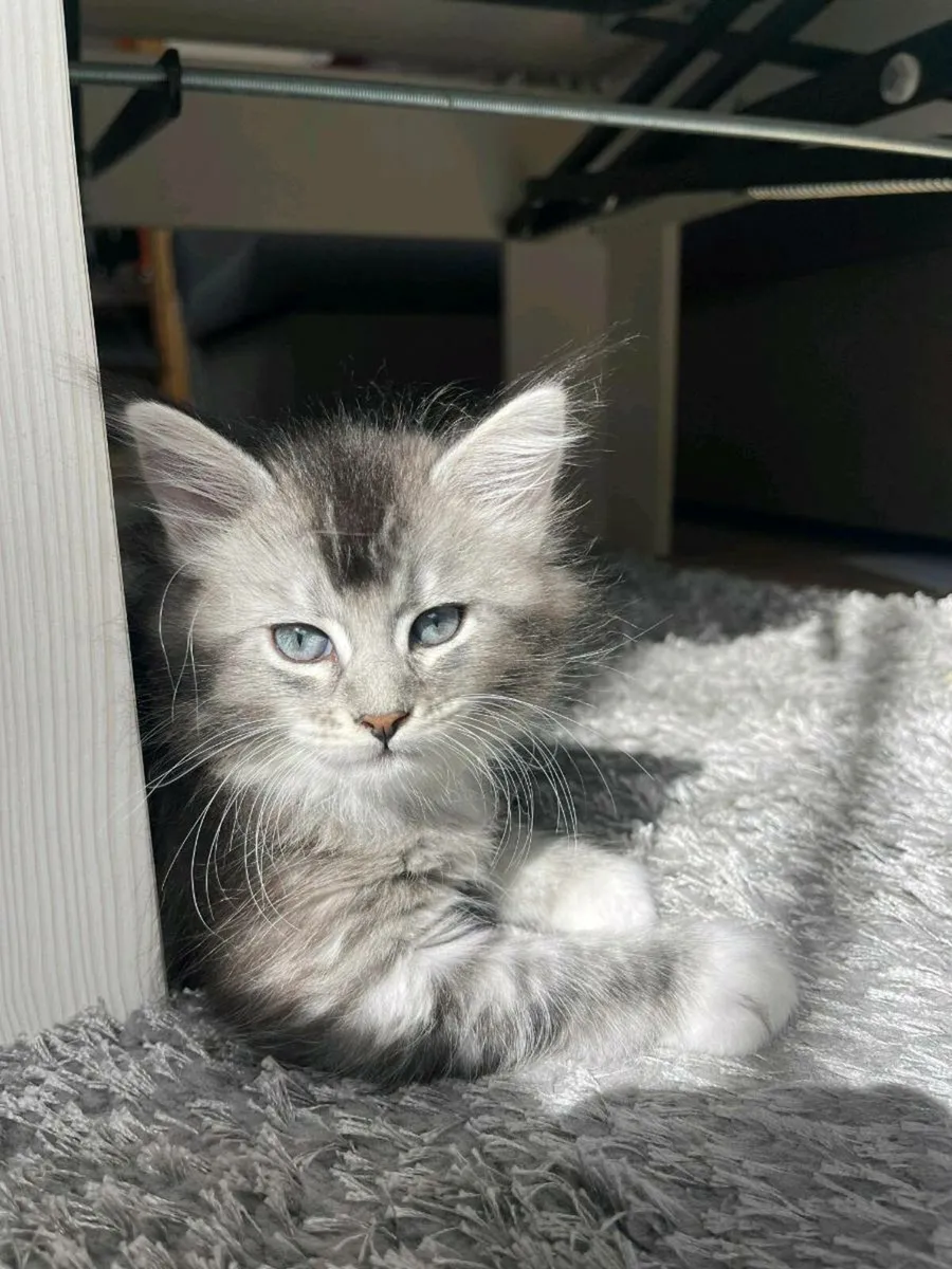 Ragdoll &Maine Coon kittens - Image 4