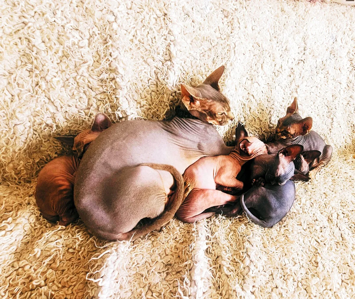 Sphynx - Image 1