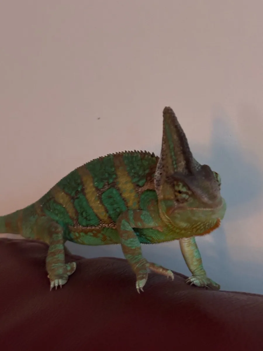 Chameleon - Image 2