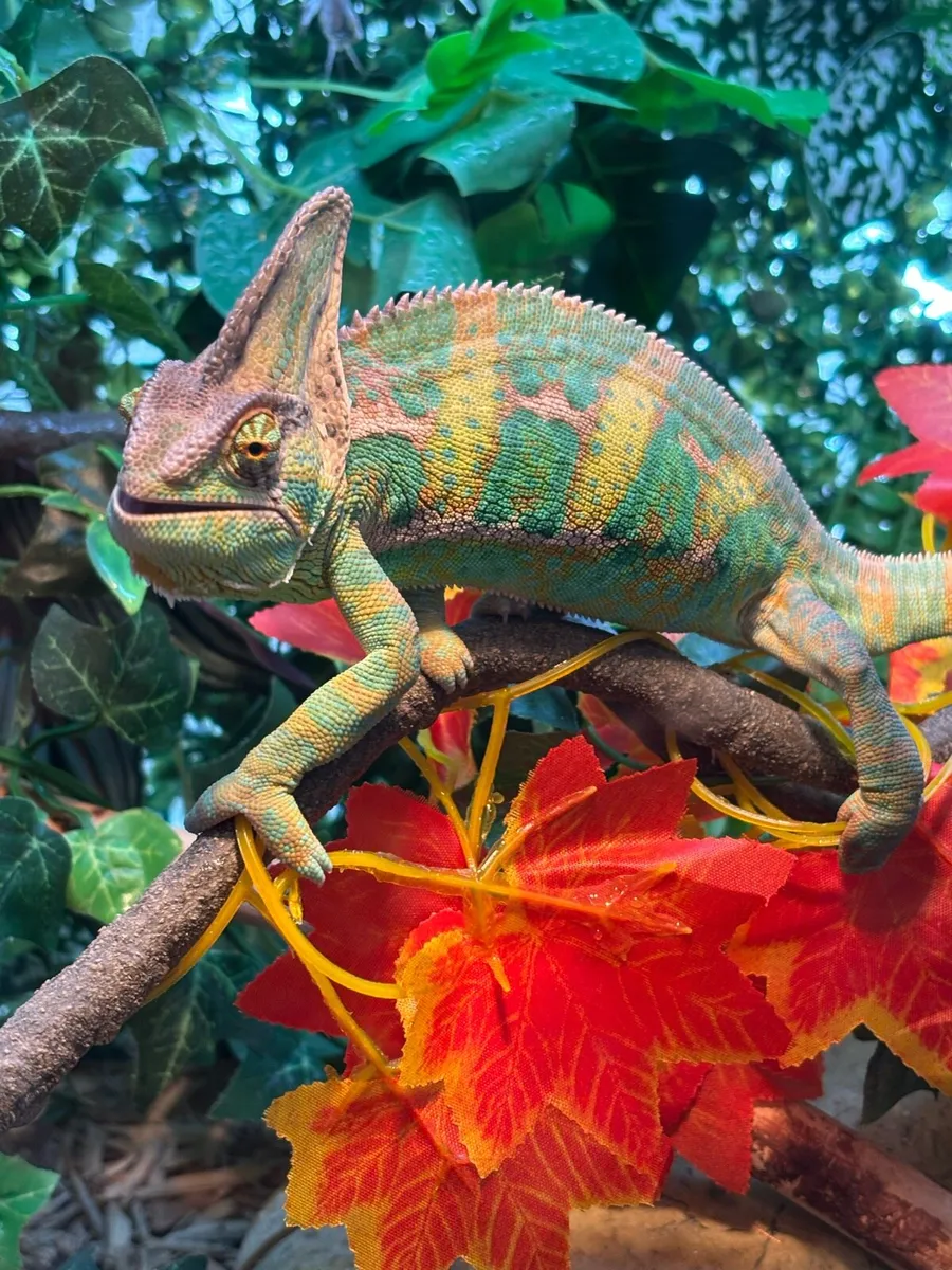 Chameleon - Image 3