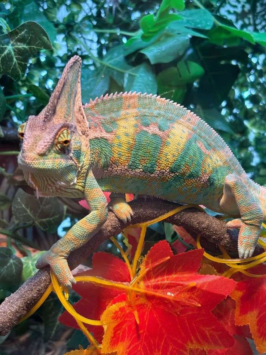 Chameleon - Image 1