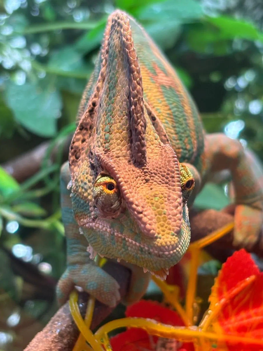 Chameleon - Image 4