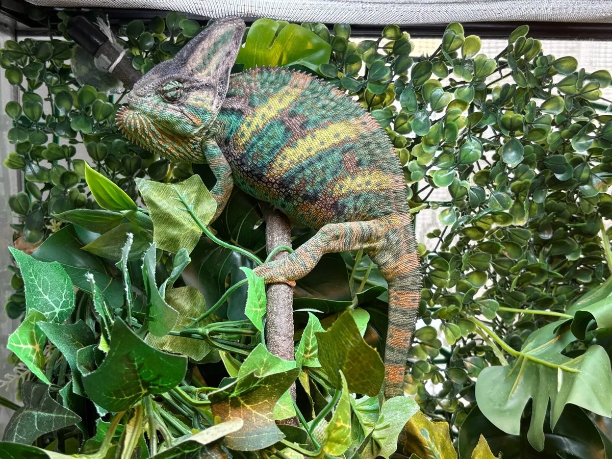 Chameleon - Image 4