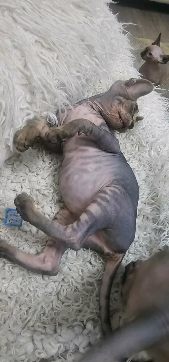 Sphynx - Image 3