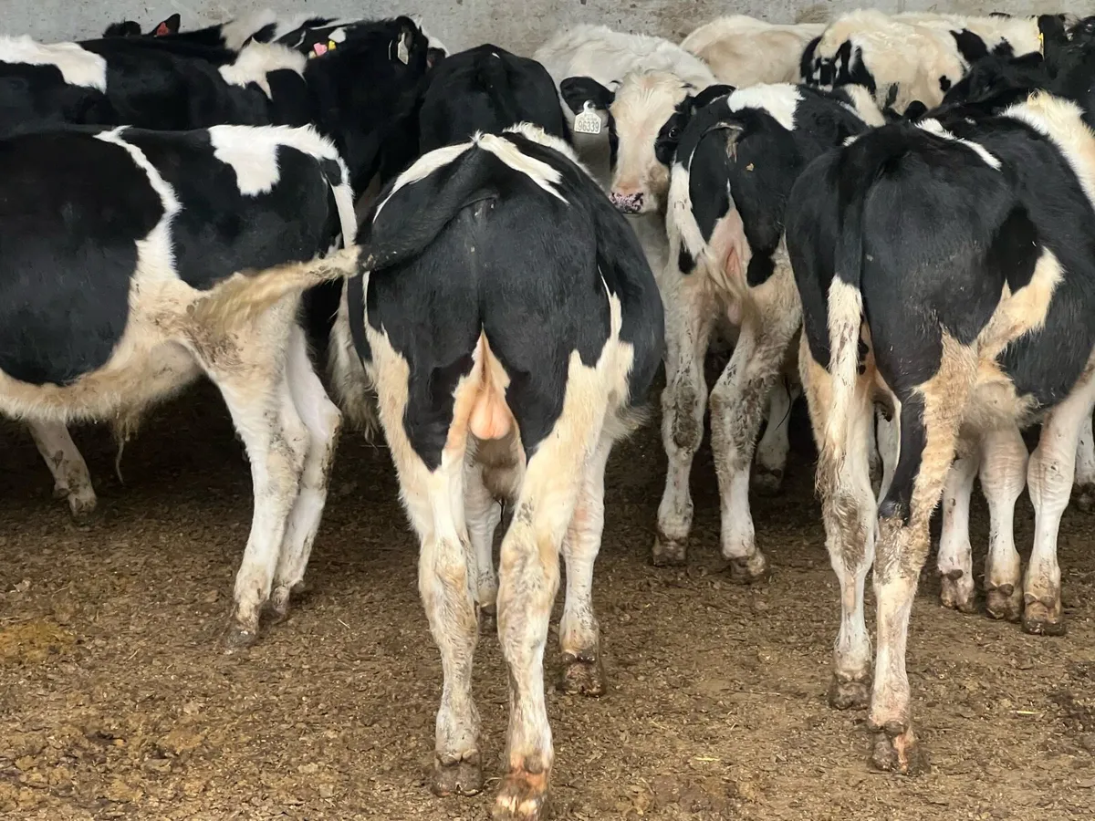 17 WEANLING BULLS - Image 4