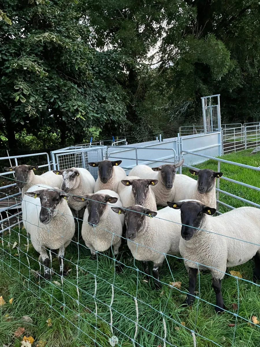 Borris Hoggets - Image 1