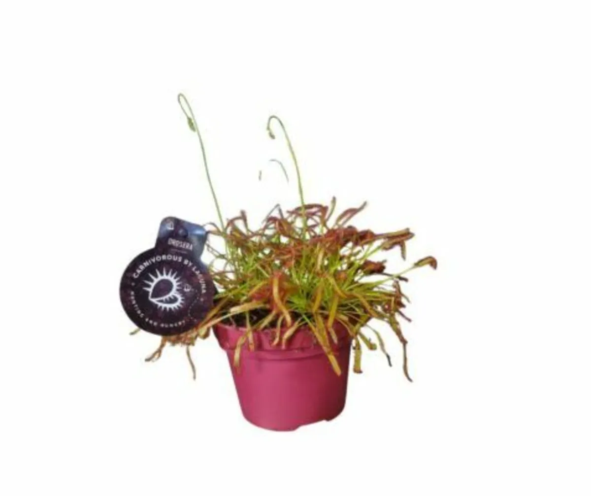 Drosera "Flytrap" Plant