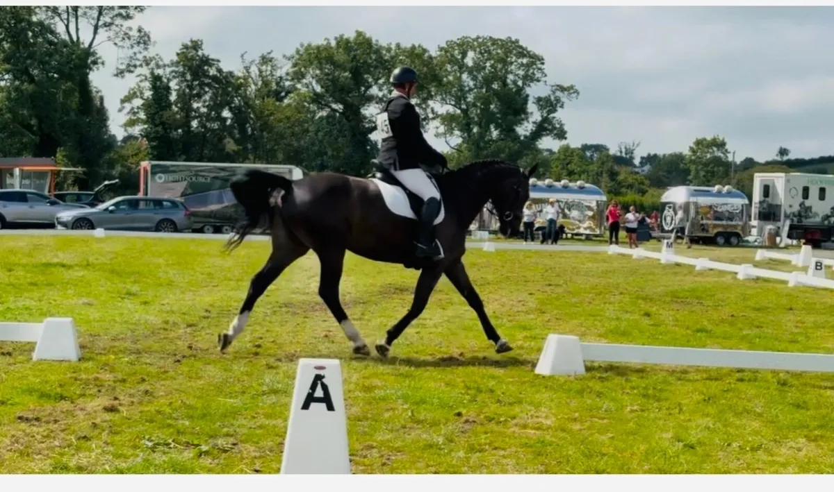 Flashy eventing horse - Image 1
