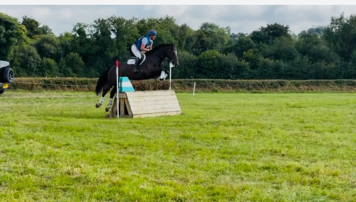 Flashy eventing horse - Image 2