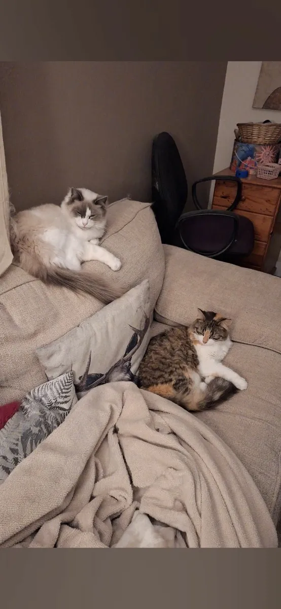 Ragdoll and Siberian Forrest Cat - Image 1