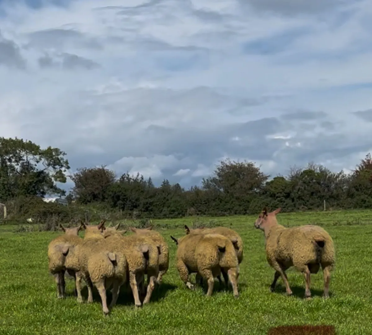 5 ⭐️ SIS Approved Charolais ram lambs for sale - Image 1