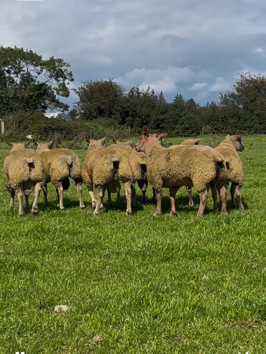 5 ⭐️ SIS Approved Charolais ram lambs for sale - Image 2