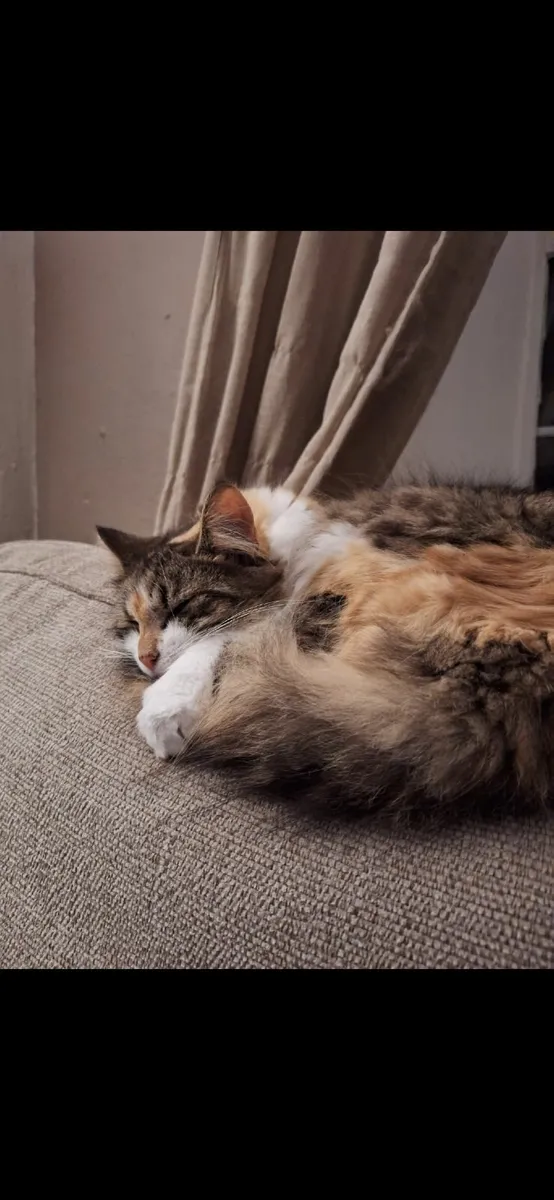 Ragdoll and Siberian Forrest Cat - Image 4