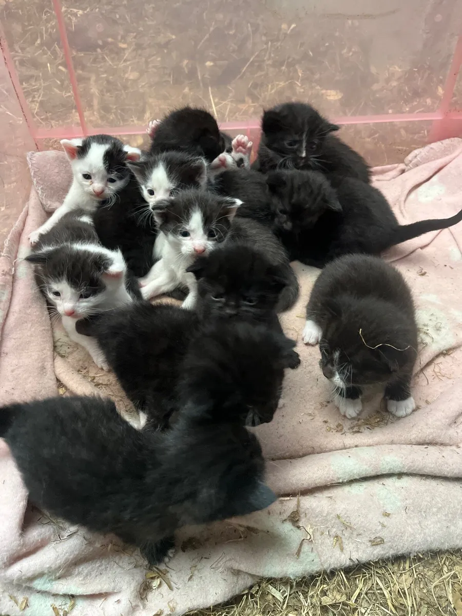 Selection of male & female kittens - Image 1