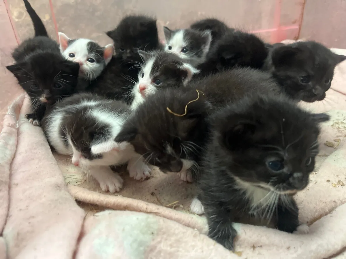 Selection of male & female kittens - Image 2