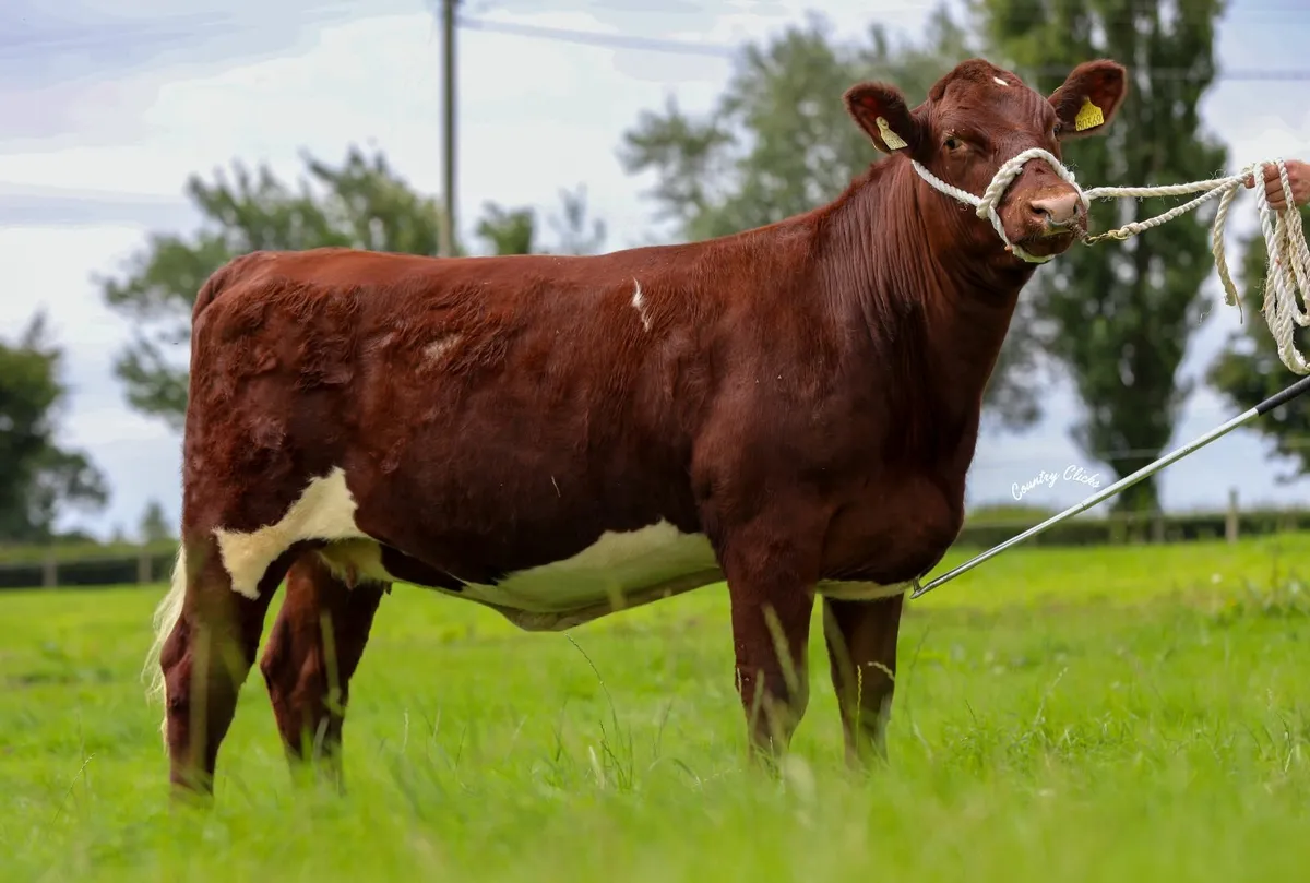 Ricketstown Shorthorn Sale. This weekend! - Image 3