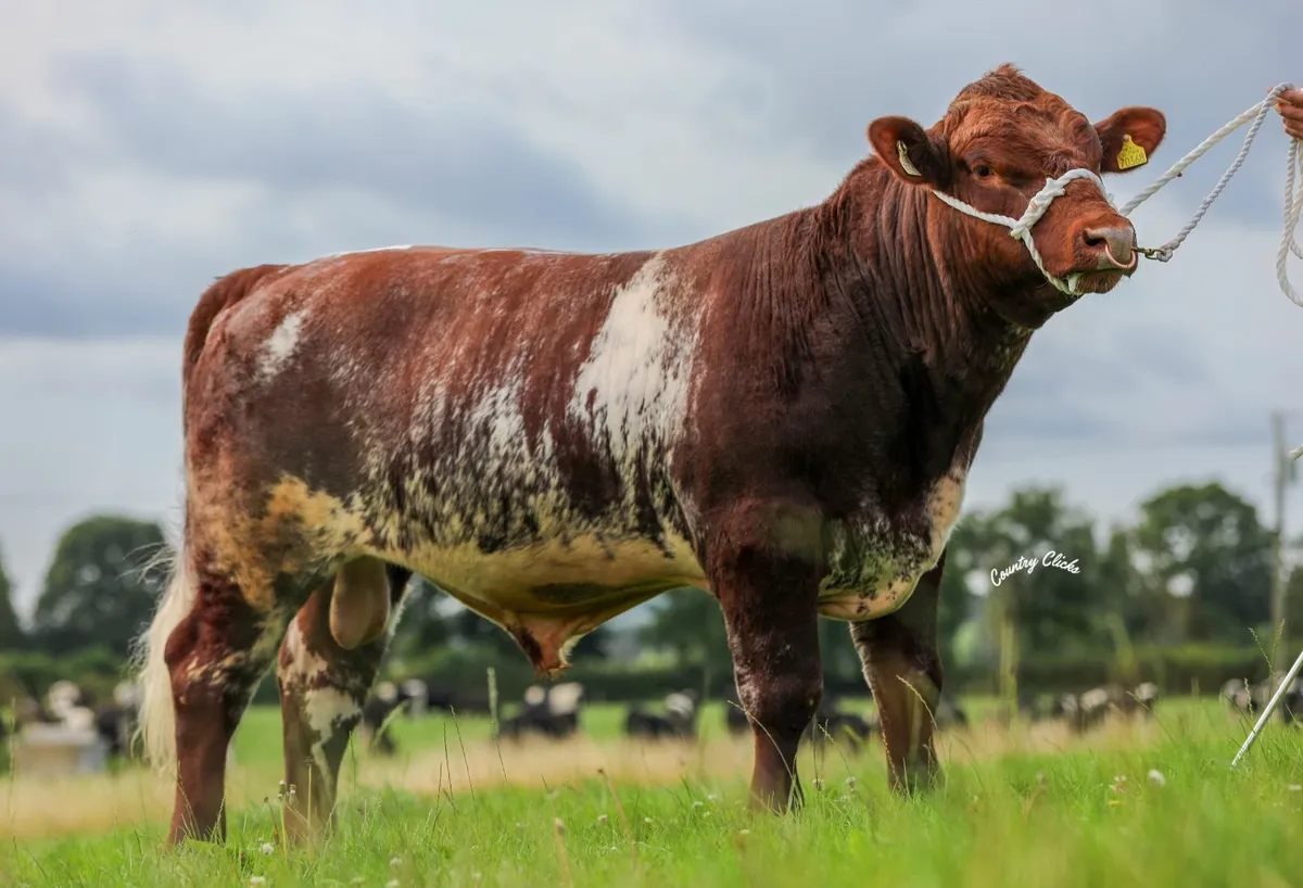Ricketstown Shorthorn Sale. This weekend! - Image 4