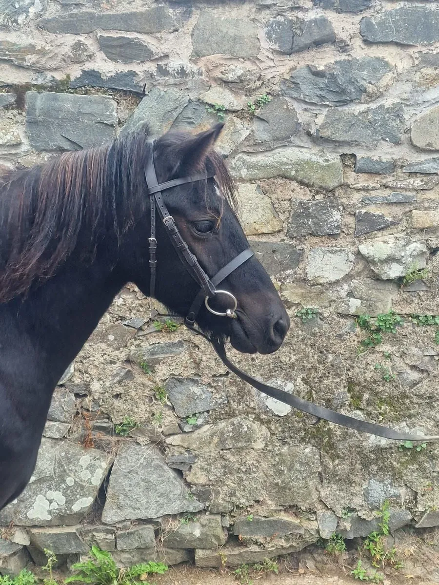 Dartmoor childs pony lead rein. - Image 3