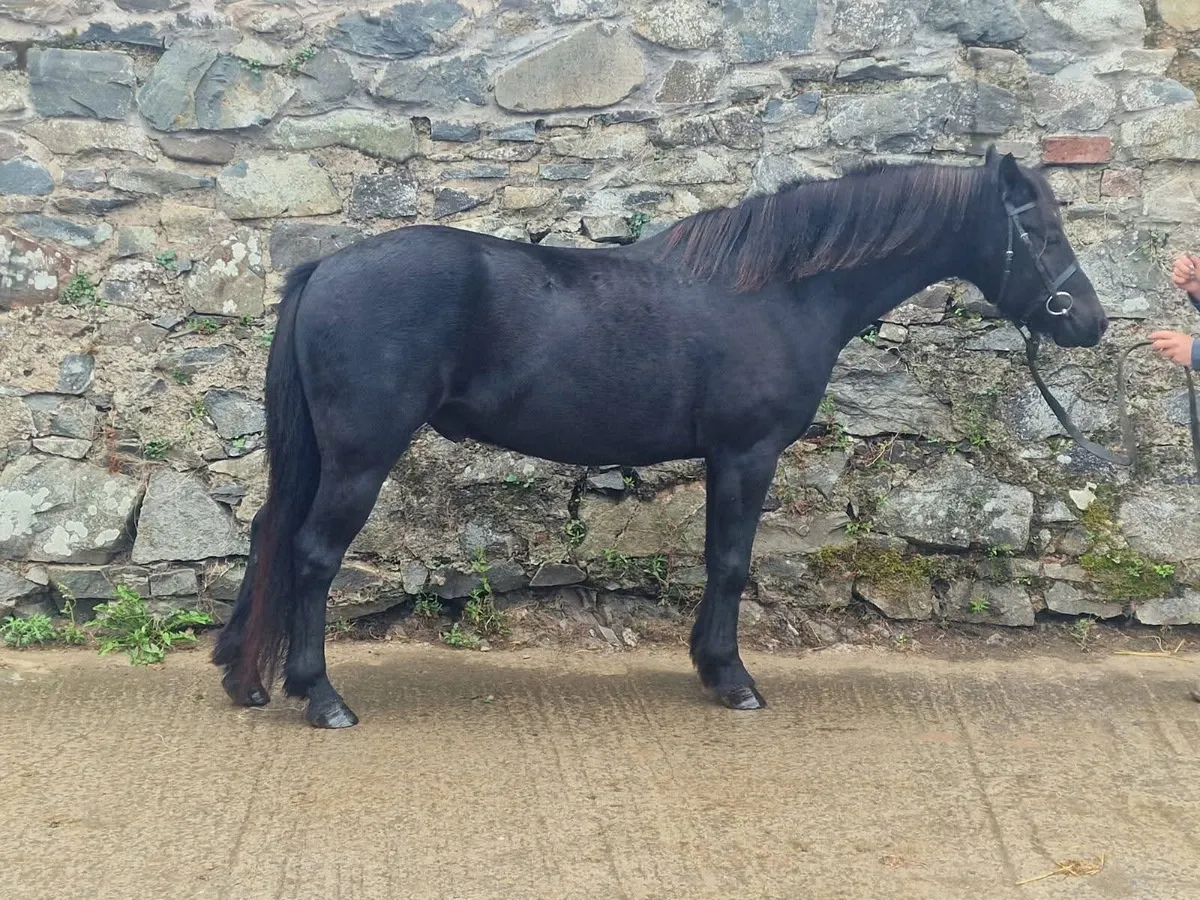 Dartmoor childs pony lead rein. - Image 4
